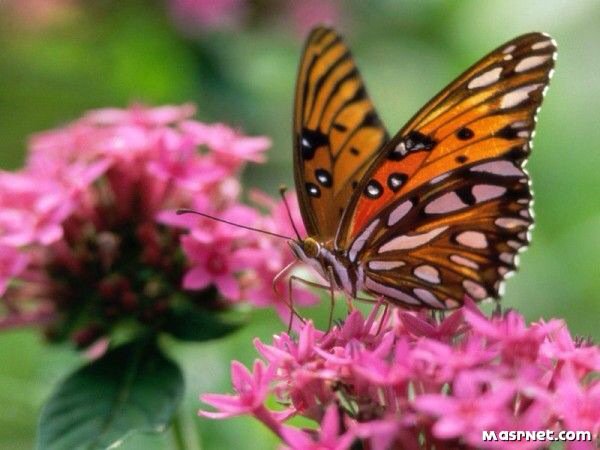 🌺أصبحنا ياالله برحمتك🌺فـ أشملنا بـ فيض مغفرتك🌺
🌸صباحكم رحمه ومغفره ونور من ربٌ غفور 🌸