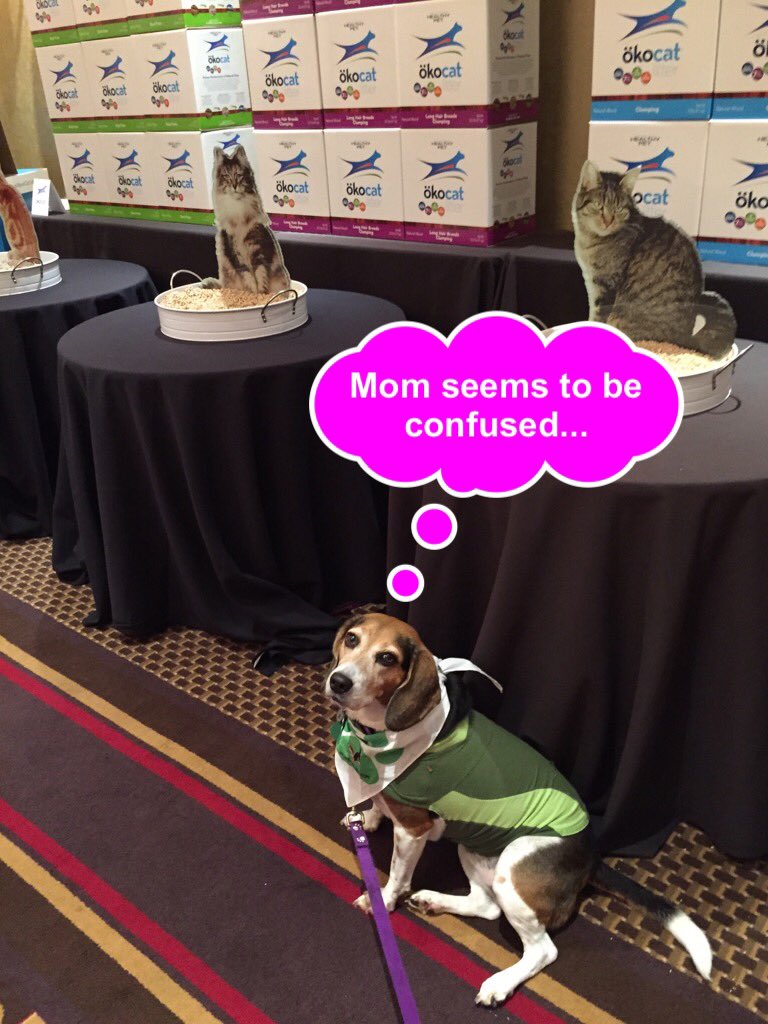 lifewithbeagle's tweet photo. Some fun moments from #blogpaws2015 #blogpawschat https://t.co/jSldveb8a1