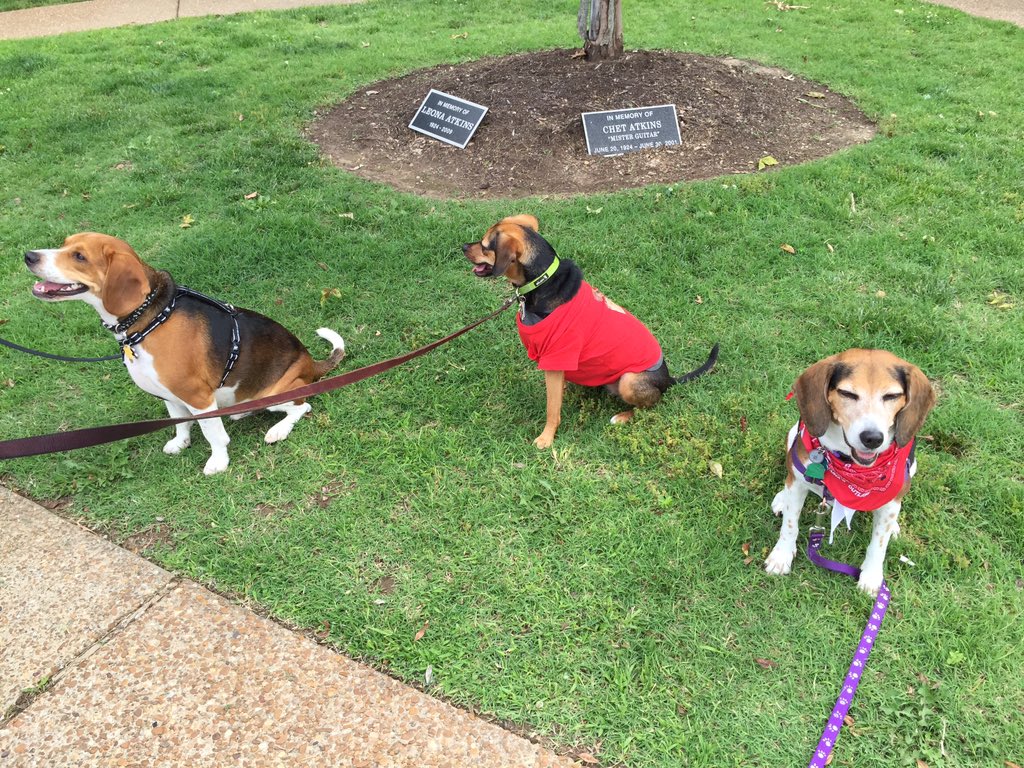 lifewithbeagle's tweet photo. Some fun moments from #blogpaws2015 #blogpawschat https://t.co/jSldveb8a1