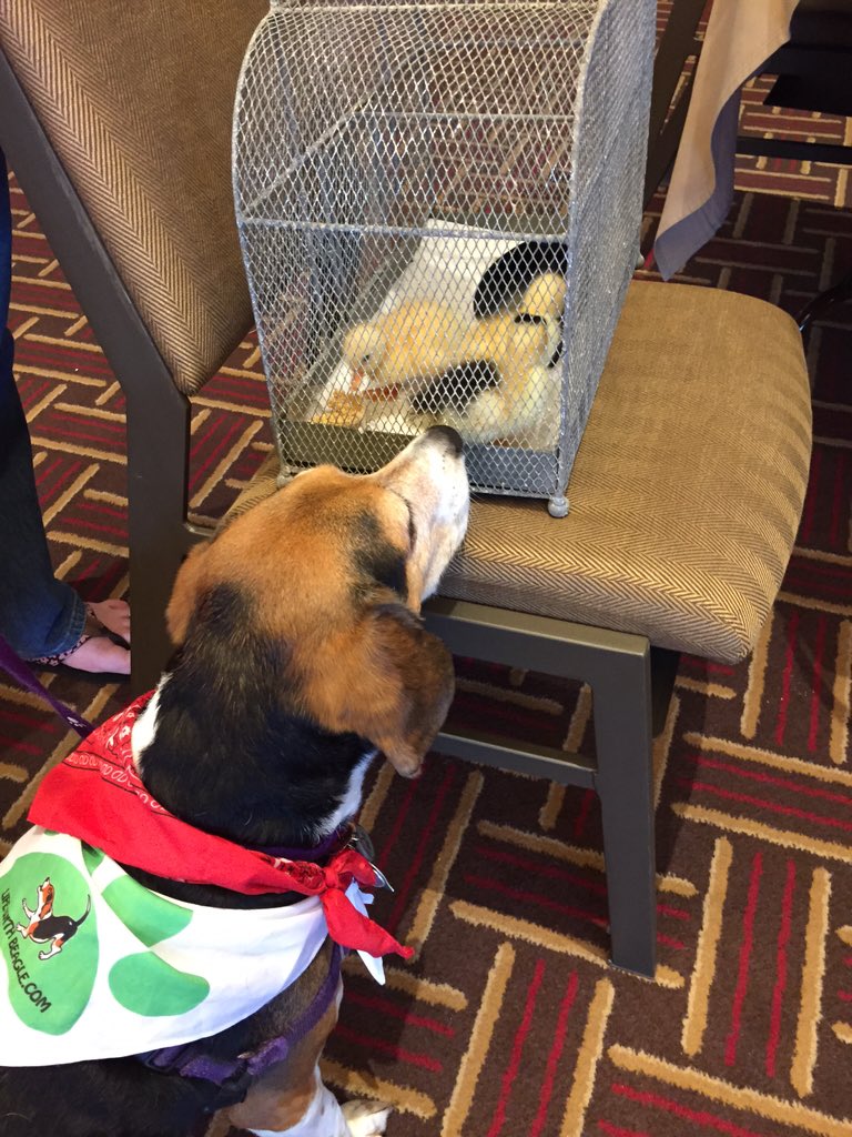 lifewithbeagle's tweet photo. And some more #blogpawschat #blogpaws2015 https://t.co/XC7JkeOKH3