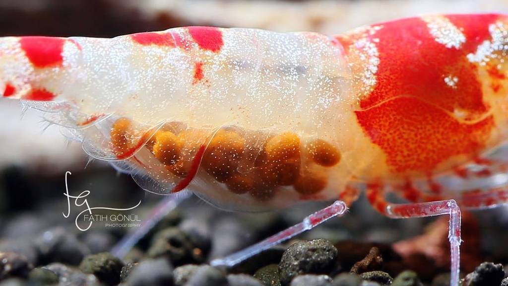 Akvaristan's tweet photo. #akvaristan #aquarium #akvaryum #aquarien #shirimp #macro #aquarium #aquascape #canon #mark3 #canon_photos #twbee b… https://t.co/iAv2a07Rvv