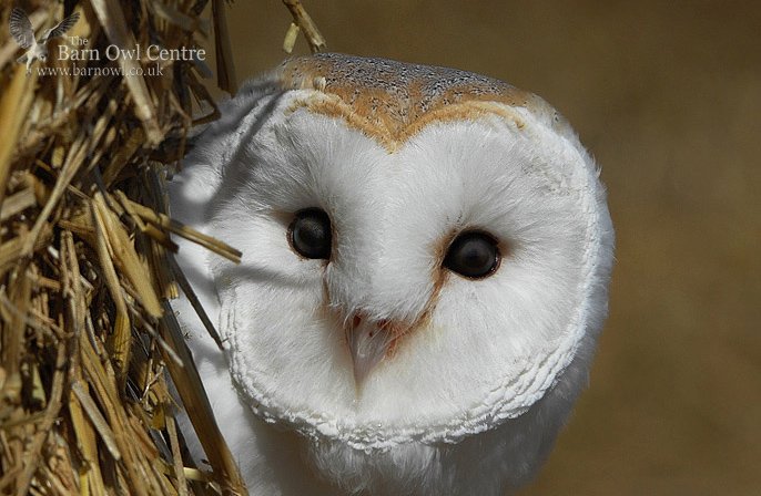 awkward_1110's tweet photo. Spare a thought for #BarnOwls &amp; #wildlife in bad weather #floods #flood2015 #StormFrank https://t.co/TKkMC4DH2N MT @BarnOwlCentre #owls