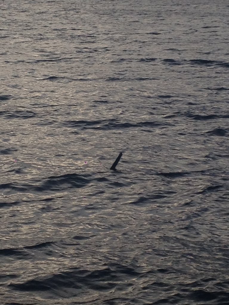 Think we found the #LochNessMonster yesterday! Could be it tail or its head!