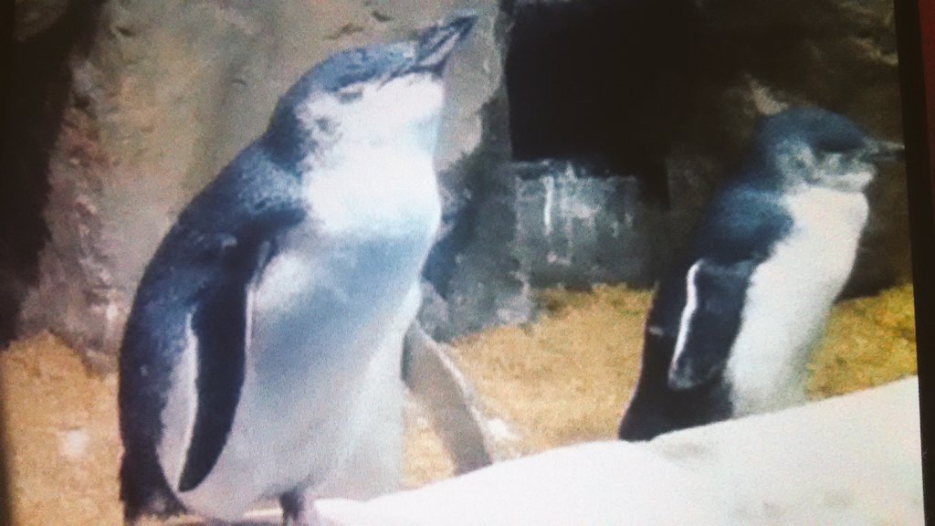 RunBa468's tweet photo. あっという間のつんつくとの水族館🐬
晴天の中イルカとアシカショー見れてよかった！あそこで働いてる中川を羨ましく思いました(>_<)そしてペンギンかわいい❤ https://t.co/DTGDkZtL9Y