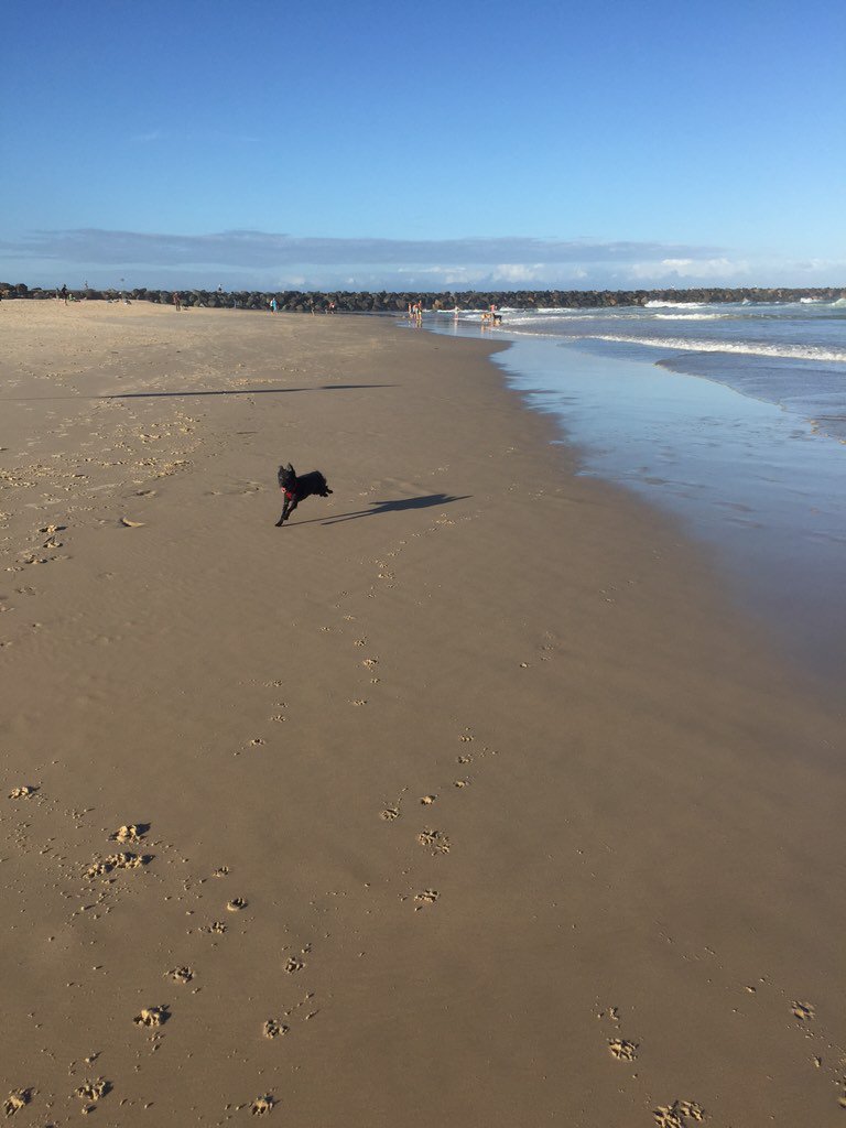 MrDashBaker's tweet photo. @MylotheYorkie i went to the beachie today!!!! Did lots of zoomies!!! https://t.co/LYHUPePkEg
