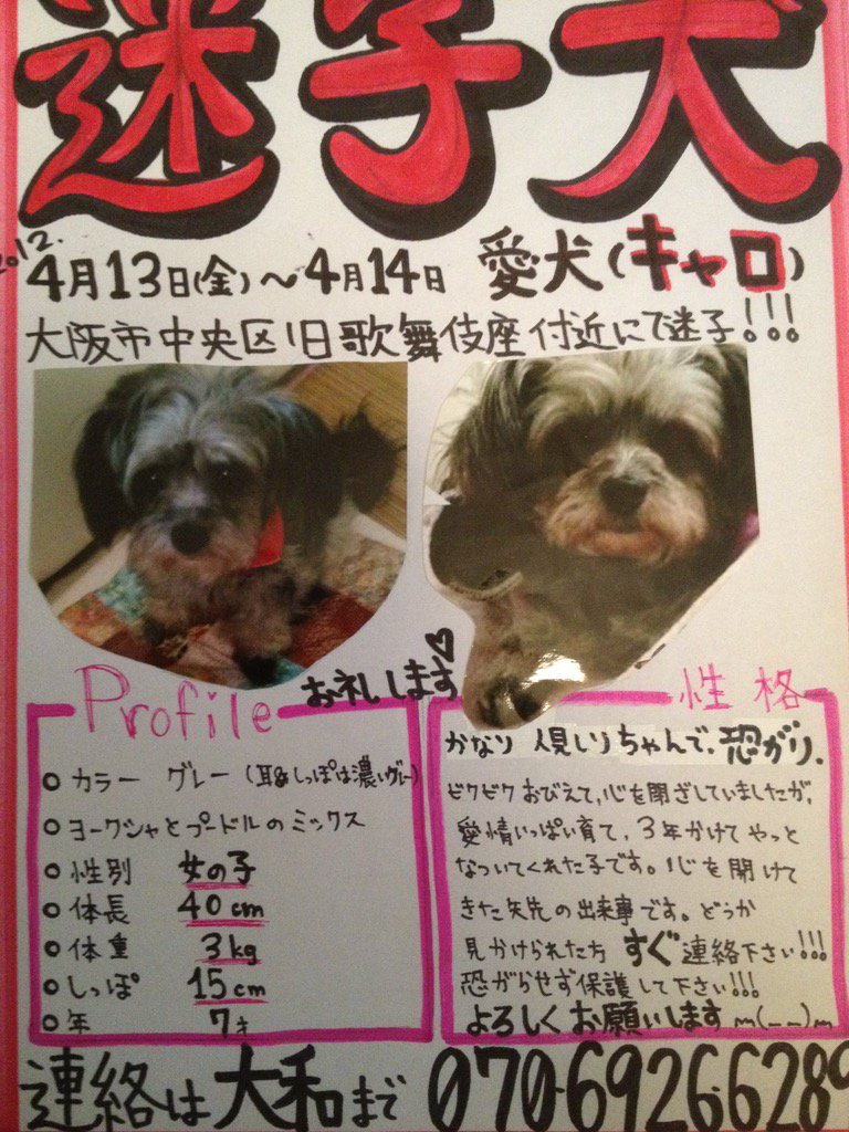 sawa5n's tweet photo. 《拡散願》2012年 約４年前 大阪日本橋付近にて グレーの小型ミックス犬 3キロ40センチ極度の怖がり女の子迷子 保護情報 些細な事でも構いません情報求む ★手足をクロスさせるくせあり#大阪 #犬  #迷子  #保護 https://t.co/6x3yNZNyJ2