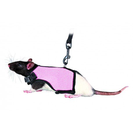 Patitasonline's tweet photo. ¿Quieres llevar de paseo a tu roedor? ¡Ahora puedes! 🐭 🐹 🐰
https://t.co/ICoxtCjuTg https://t.co/Dd7K0e4aeS