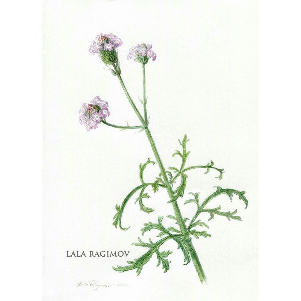 Lilac verbena, California native plant, 9x12in #watercolour #watercolor  #flower #flowerpa… ift.tt/1JfiEh8