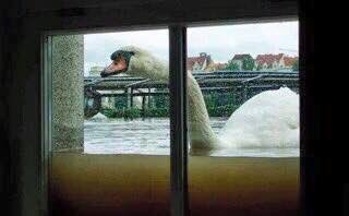 alanvard's tweet photo. Amazing picture taken from the inside of a house in York this morning. #StormFrank
@deric_hartigan https://t.co/A7wSMcSUVW