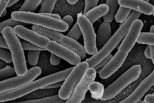 ScienceDaily's tweet photo. Exercise Alters Gut Microbes, Helps Baby's Brain https://t.co/90OTf4z1lQ https://t.co/4kVL4lk3js