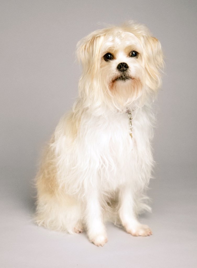 AnimalTalent's tweet photo. Our #dog Scruffy has been nominated for a #WorldDogAwards category #TopTVDog for her role on #Fox TV #Empire. Vote https://t.co/U8KalcBtWa