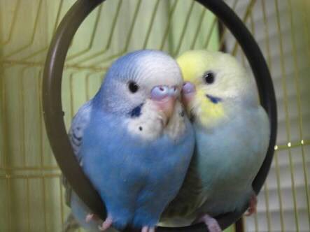 可愛い鳥ちゃんインコちゃん V Twitter ほんと可愛い インコ セキセイインコ 鳥 T Co E6bsaijskr