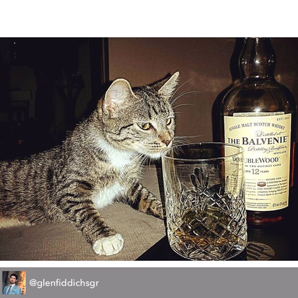 CatsOnTap's tweet photo. Sometimes, a #beercat craves a lil single malt 12-yr Balvenie scotch whisky. #catsoncask https://t.co/j0BNGnN5fd