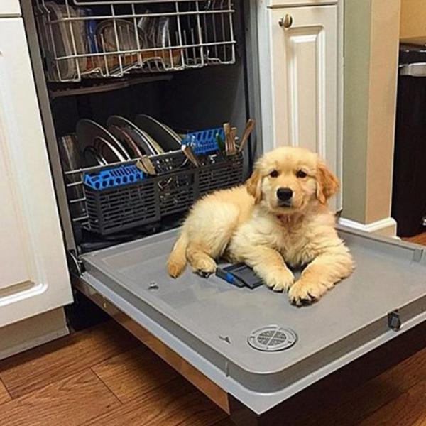 barkbox's tweet photo. "Is this what our relationship means to you, Jared?...

via https://t.co/PlW5L6ATzK https://t.co/JU9dZr3AjM