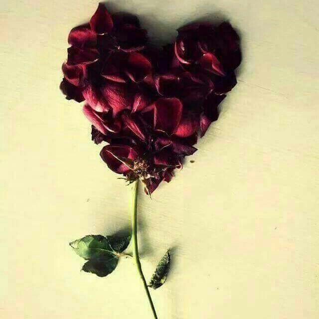 وسَلاماً عَلى أعيُن ذَاقت العَناء ومَا زَالت تَضحگ ،، وفِي قُلوبهم فَوق البُگاء ،، بُگاء ..ღ❀