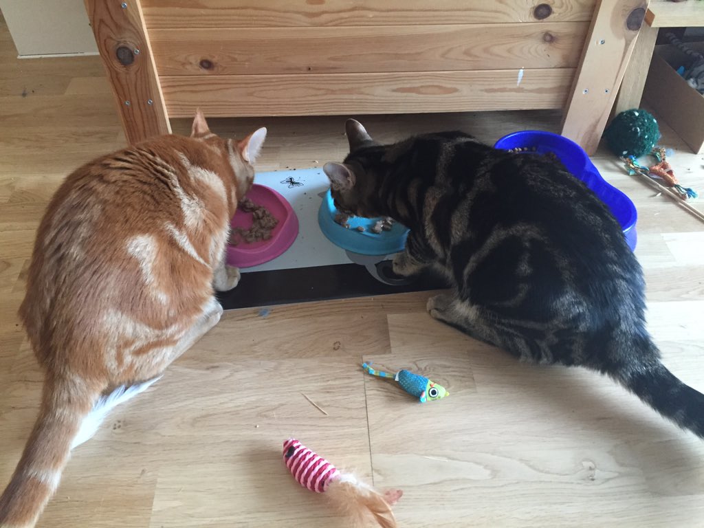 PurrPals2015's tweet photo. @JWBcatdogfood - empty bowls and a purr of approval, think we're onto a #winner! #oscarpixie #healthycats https://t.co/tc2AZJEuGS