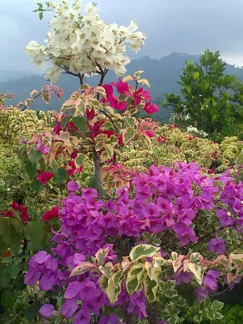 warisankediri's tweet photo. Kiree https://t.co/Rvri0Og4yB