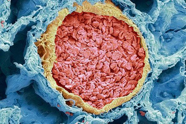 Bayer's tweet photo. Tissue as a work of art: electron #microscope images show cross-section of a blood vessel in the lung. #BayerScience https://t.co/sfUfUcpeDR