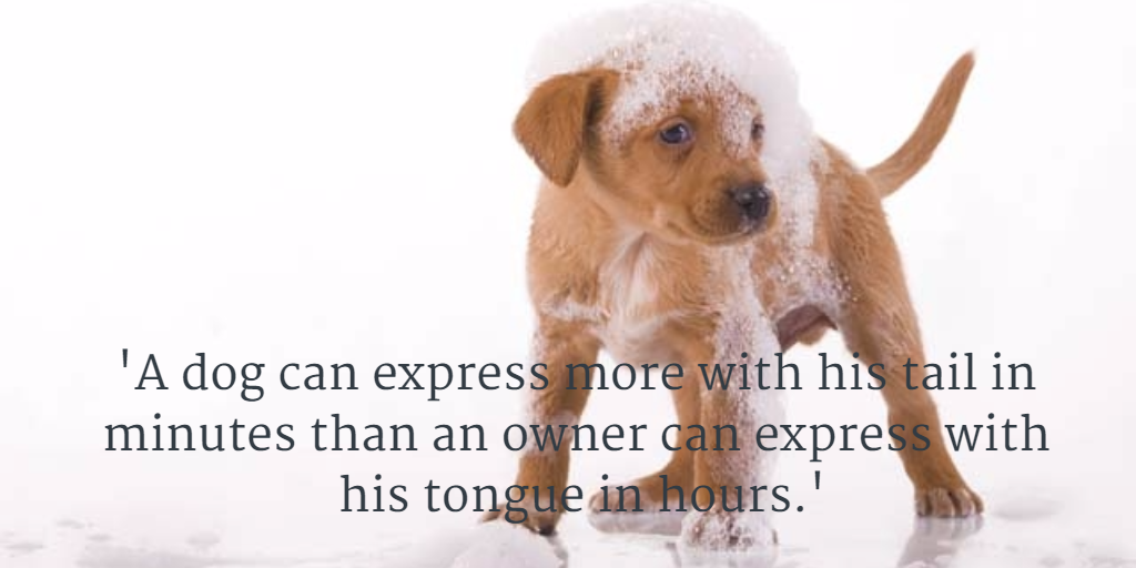 #CanineCareWithMarcTheVet
buff.ly/1P9zTSX