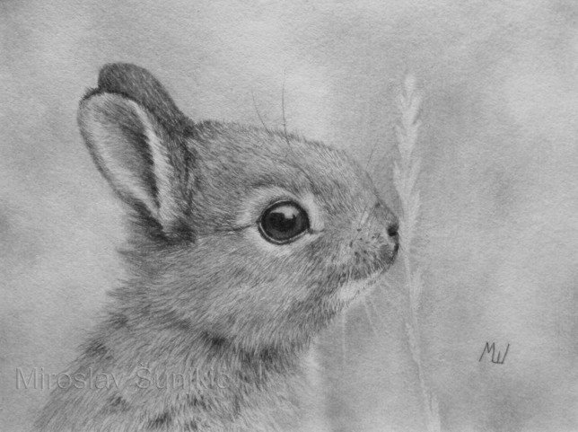 Premium Photo | Cute baby rabbit pencil art photos Generative AI