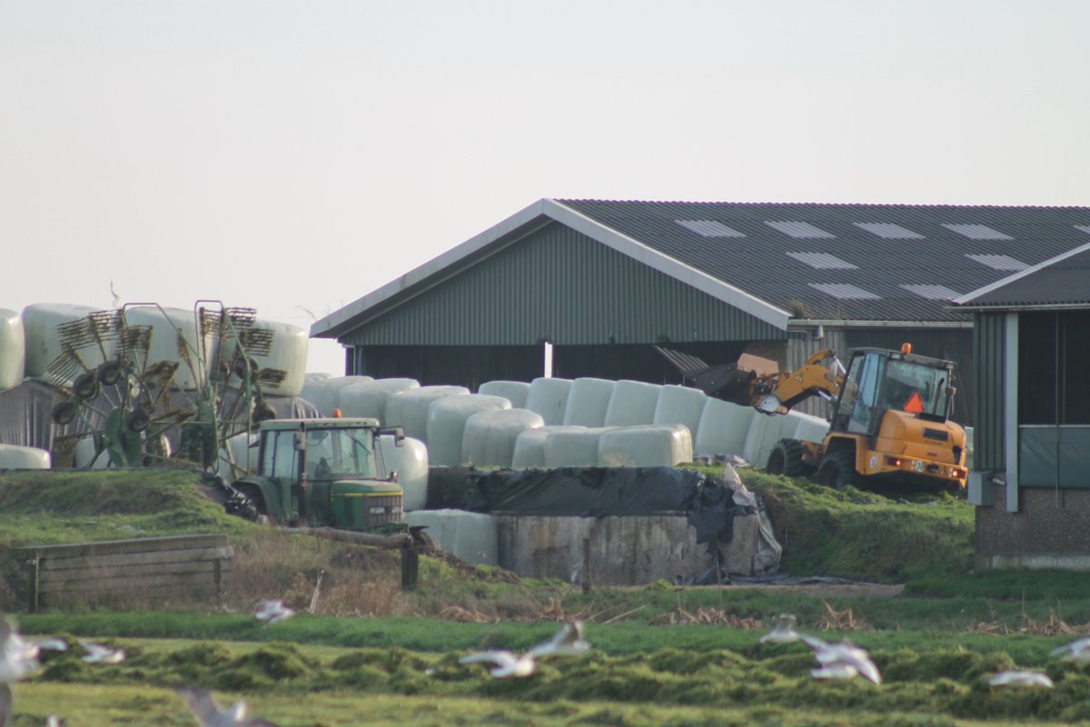 Kuilen op 30 December? Gewoan omdat it kin! <a href="/Landbouwpowers/">Landbouwpowers</a> <a href="/Boerderij_nl/">Boerderij</a>