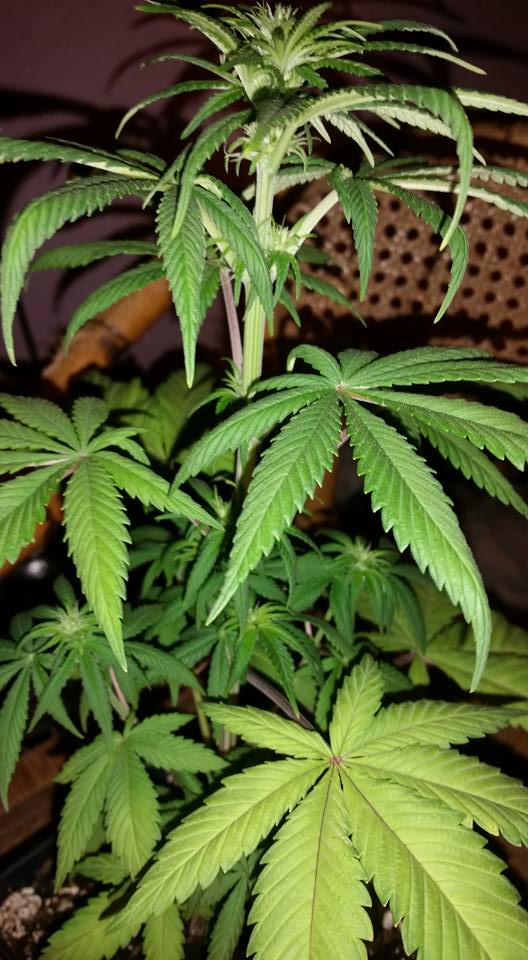 QueenSatiVa1's tweet photo. YO quiero ser libre para cultivar mi medicina #YoSoyUsuario #YoSoyNormal #YoSoyResponsable #YoSoyPannagh https://t.co/E2Xscebe6O