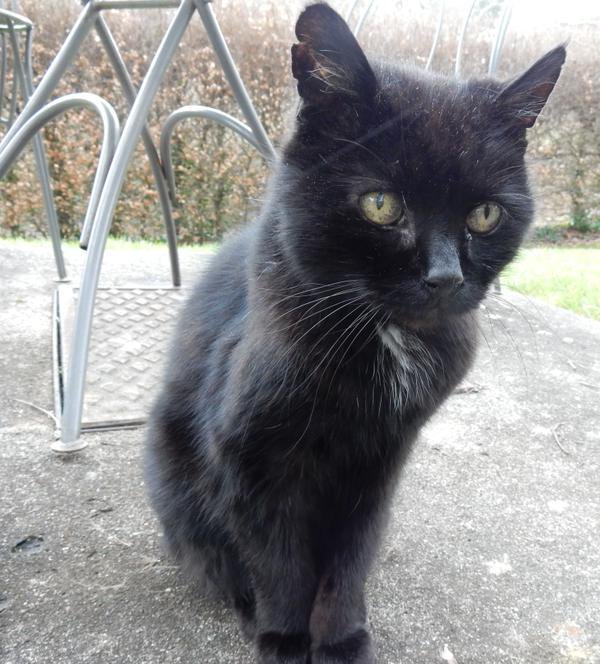 MYSADCAT's tweet photo. My cat is sad because he has suddenly remembered a conversation from 2006, during which he mispronounced a word. https://t.co/8ZMoxbsY3K