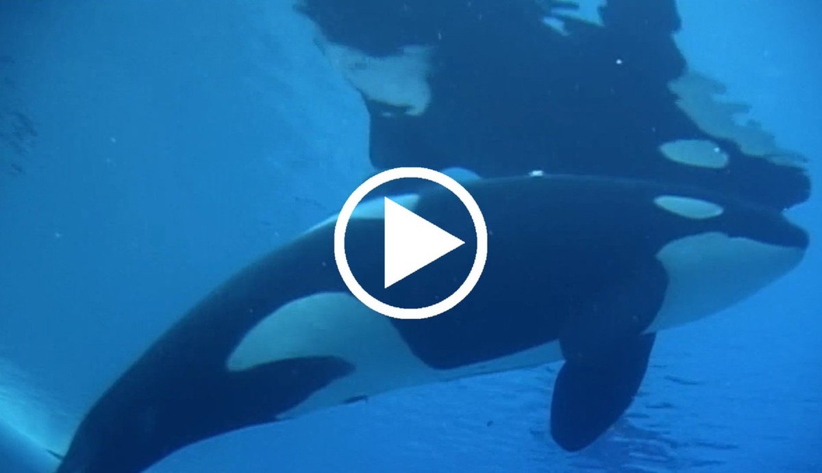 Witness #SeaWorld's downward spiral in 2015 thedo.do/1PsPDhj