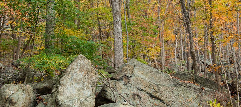 CMPublishingNY's tweet photo. The glacier deepened valleys and sculpted hills, leaving behind a boulder-hewn landscape. #TuxedoPark #NYNature https://t.co/lZvlZlYLS3