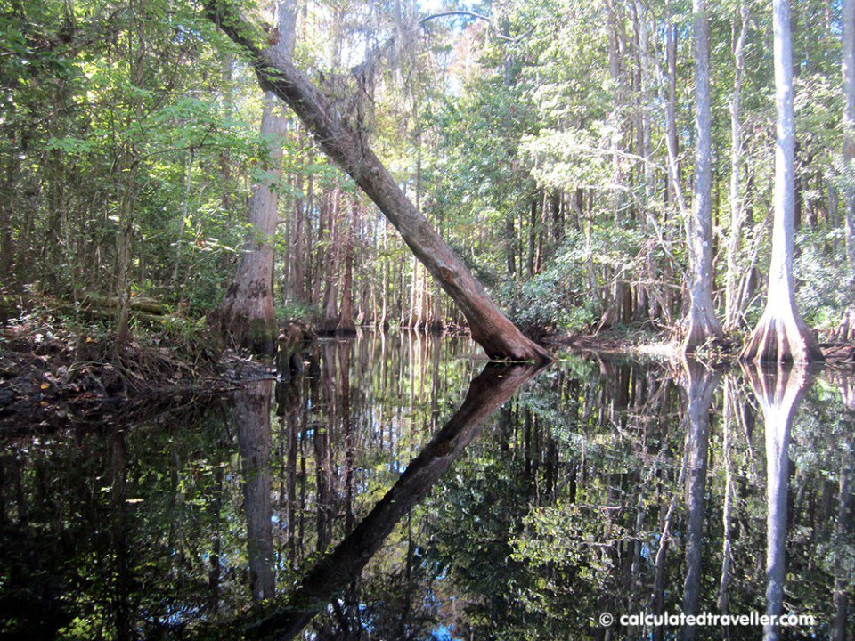 Kayaking Shingle Creek Kissimmee Florida calculatedtraveller.com/blog/kayaking-… <a href="/Kissimmee/">Experience Kissimmee</a> #MyKissimmee <a href="/PaddlingCenter/">The Paddling Center</a> #LoveFL