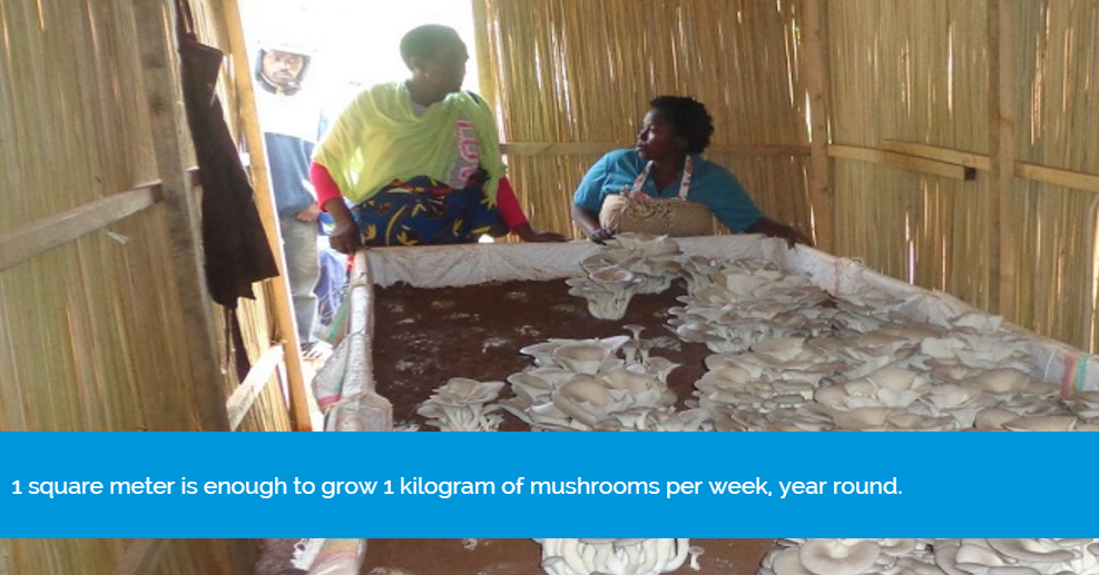 Kigali Farms tweet media