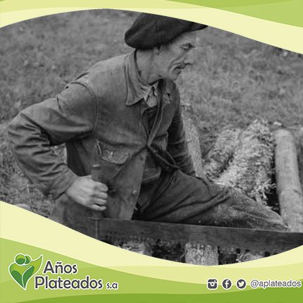APlateados's tweet photo. Tu abuelo cortando varios troncos al mismo tiempo, con un serrucho oxidado  tus abuelos eran mucho más rudos que tú. https://t.co/7l6scKc56U
