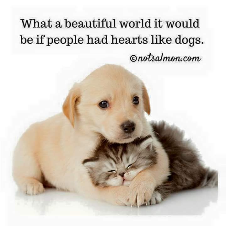 Philadoptables's tweet photo. Make your end of year donation to https://t.co/rClIT6gECe #helphomelessanimals https://t.co/nuo47dKrtR