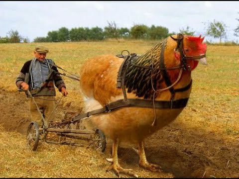 World Amazing VDO on Twitter: World Amazing VDO on Twitter: