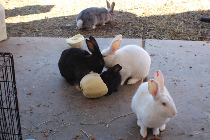 But heres some tasty little bunny nuggets I'm raising! https://t.co/usXpR18ta0<a href="/tag/camgirl"class="tags"><span>#camgirl</span></a><a href="/tag/manyvids"class="tags"><span>#manyvids</span></a>