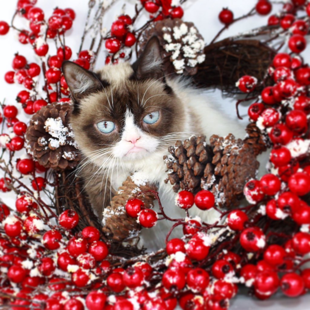 RealGrumpyCat's tweet photo. https://t.co/OcNvSoZMMN