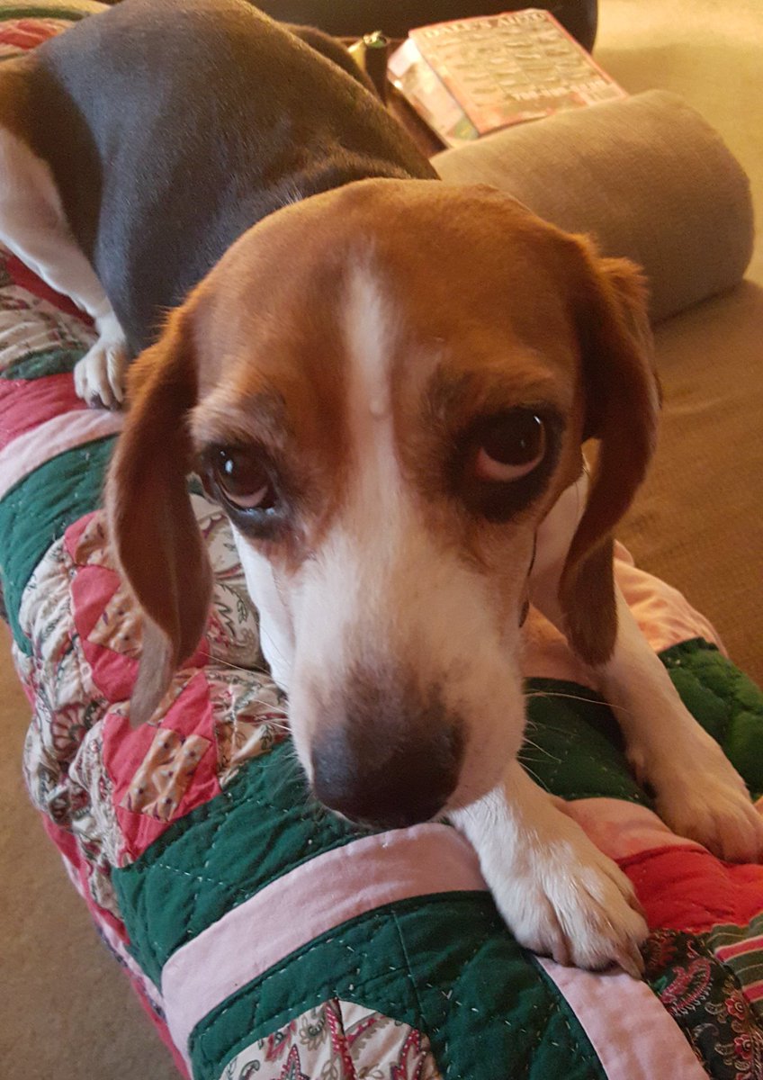 OnlyAtSouthern's tweet photo. Is Georgia Southern football really over? #OnlyAtSouthern #Beagle https://t.co/GS3WtBFlC8