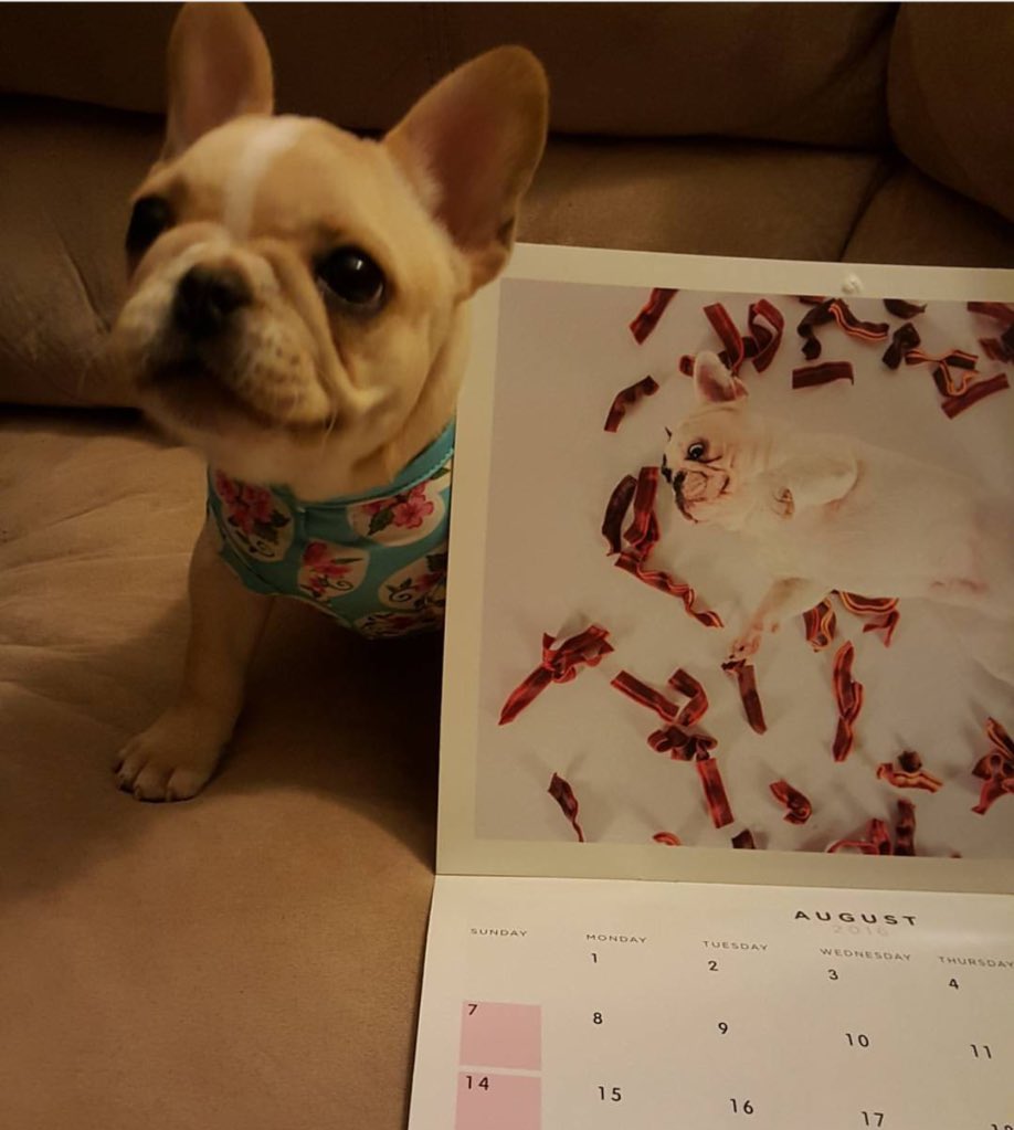 FrenchieManny's tweet photo. Thank you for your pics. We still have a couple calendars left. RT to try and win one! https://t.co/60neSVF6dU https://t.co/CLOYFntyq8