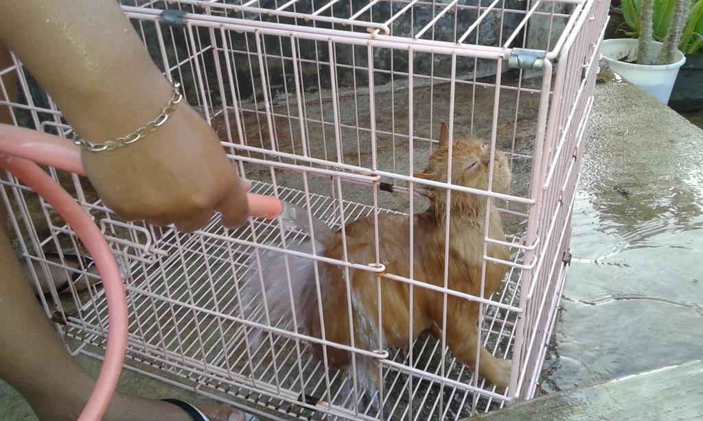 NtanOctan's tweet photo. Zenab mandi nih 😻 https://t.co/2M95KEA3gh