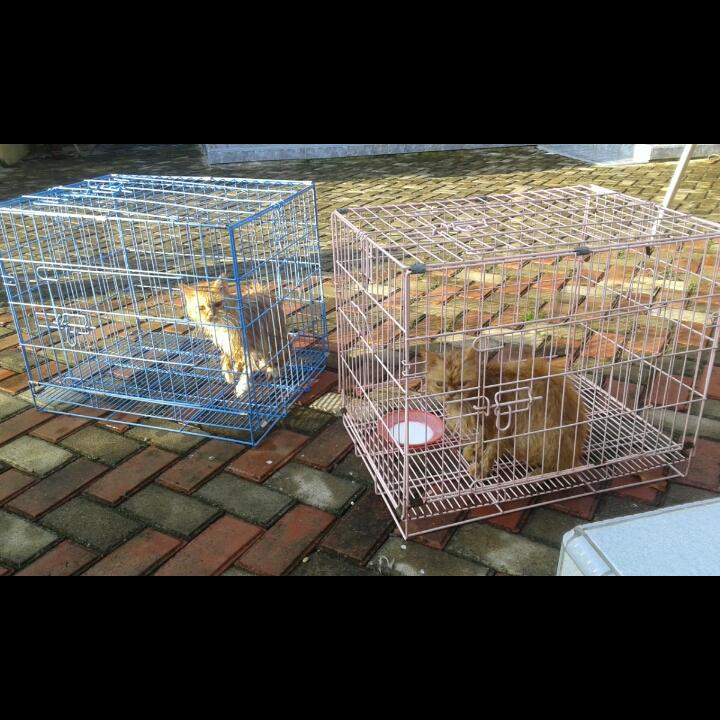 NtanOctan's tweet photo. Zenab sm deby Dah mandi 😺 https://t.co/QuSQyXPL6N