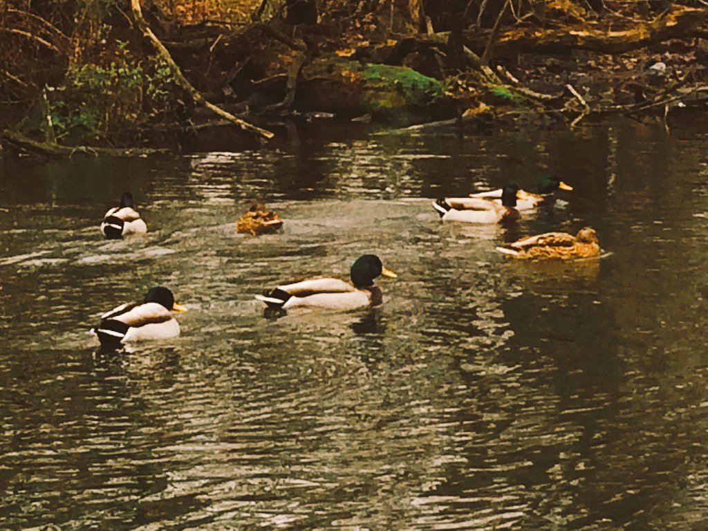 brinnera's tweet photo. Winter @prospectpark https://t.co/ctcq2V8noP