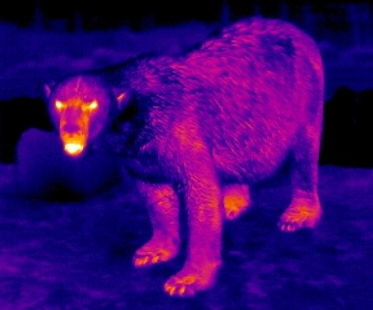 Night vision zoology application | Thermal image of a polar bear.