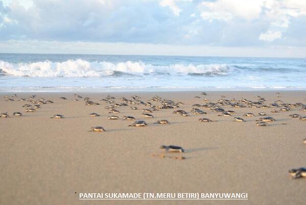 AzwarAnas_A3's tweet photo. “@Arek_Banyuwangi: Anda juga bisa melihat satwa langka ini di pantai sukamade yg memiliki spesies penyu ckp banyak https://t.co/w3Cj7FBsiQ
