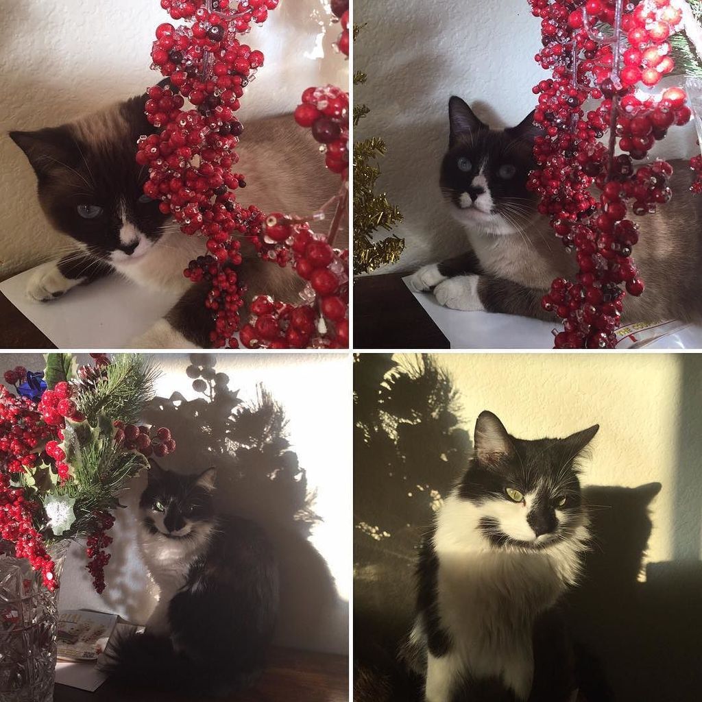 elenasando's tweet photo. #winterkitty #christmascat #catsofinstagram #kitty #cat https://t.co/nzJiJYoqL8 https://t.co/yOsmQLXalI