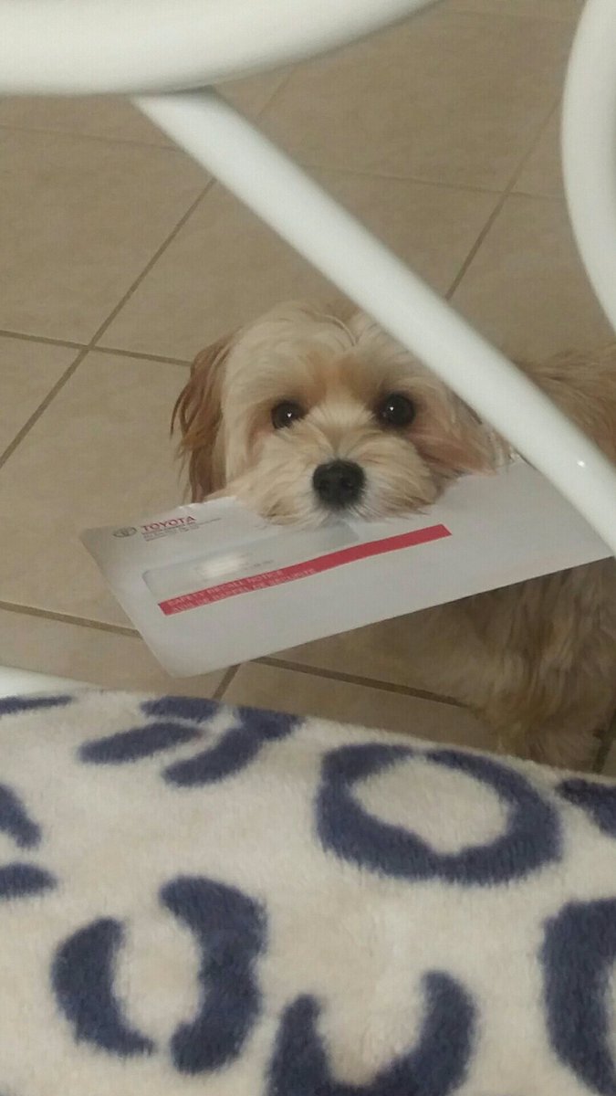 henrythemorkie's tweet photo. You'll have 2 catch me if U want 2 know what your recall notice is...
#morkies #dogsoftwitter #baddog #cute https://t.co/1DliPX6qV3