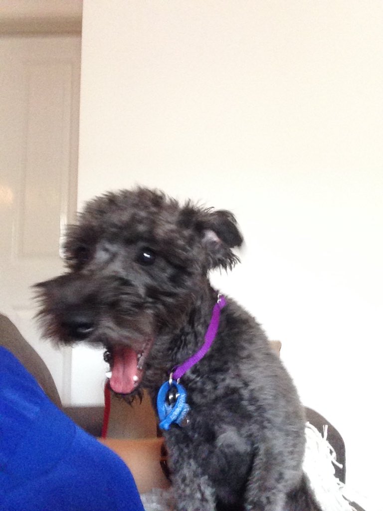 dawson_beth's tweet photo. @ScorchersWBBL Nessa votes 43* 🐶❤️ https://t.co/GQF5BkR5fh