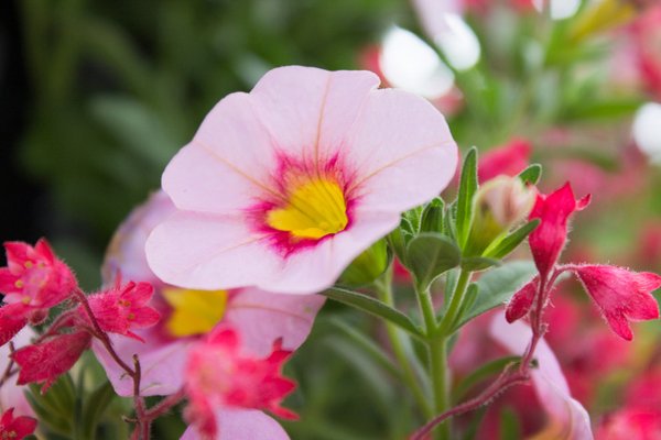Jeffrey & Julia - World Love Flowers tweet media
