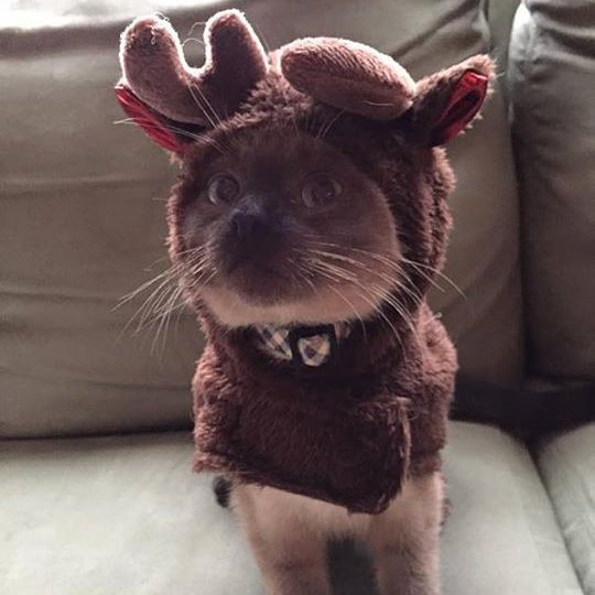 SiameseCatSpot's tweet photo. Happy #whiskerwednesday 😸😸Holiday Edition! Stop by our Facebook page Siamese-cats to see m… https://t.co/7JfdAIYN5T https://t.co/UezIdHJhm2