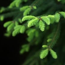findyourmood's tweet photo. known as the "Forest Healer"used in primordial remedies from simple tinctures to sanitation - Fir Needle #Energising https://t.co/WNqpuU6jHc