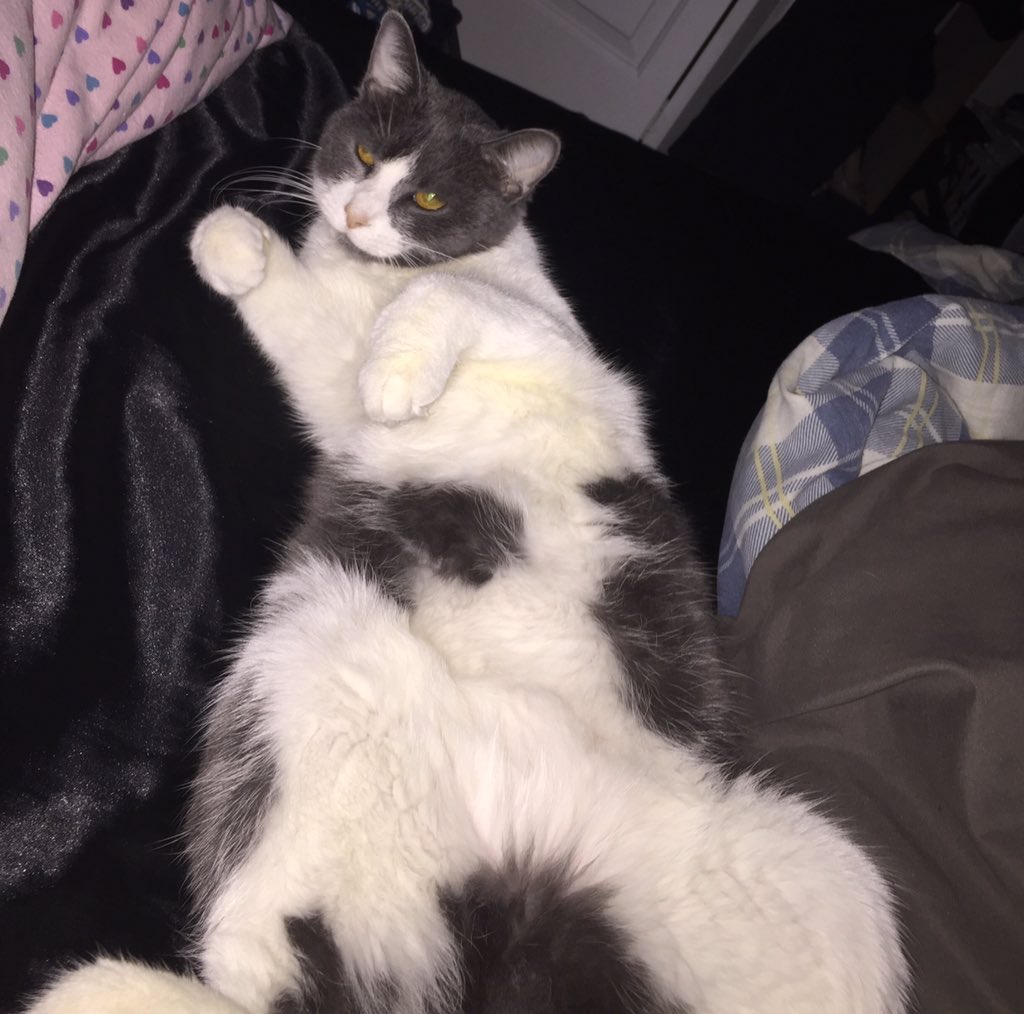 BraumLife's tweet photo. You don't learn how to relax this well overnight #skill #BraumLife #cat #lazyday #almost2016 #meow #CatsOfTwitter https://t.co/U46f6jAgOd